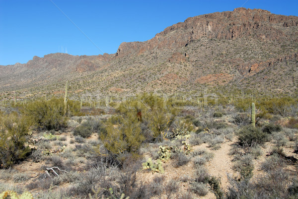 Cactus field Stock photo © disorderly