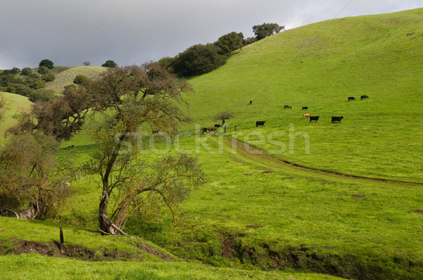 Grassy hill Stock photo © disorderly