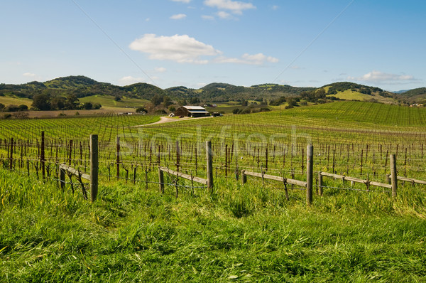 Vineyard Stock photo © disorderly