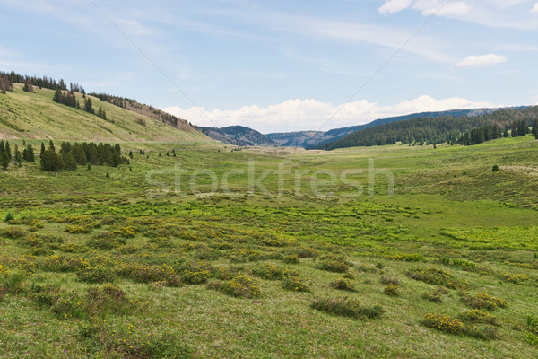 Alpin vale Colorado pădure peisaj Imagine de stoc © disorderly