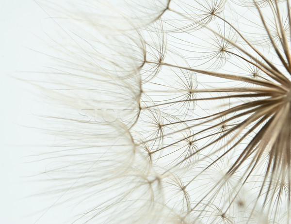 Dandelion semente abstrato natureza verão Foto stock © djemphoto