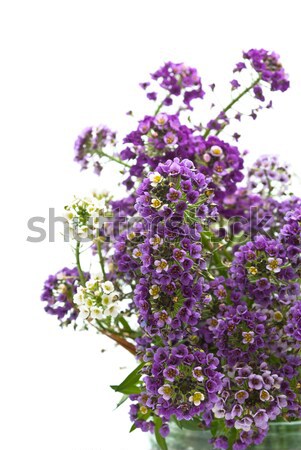 Stockfoto: Bloemen · witte · voorjaar · natuur · groene · geschenk