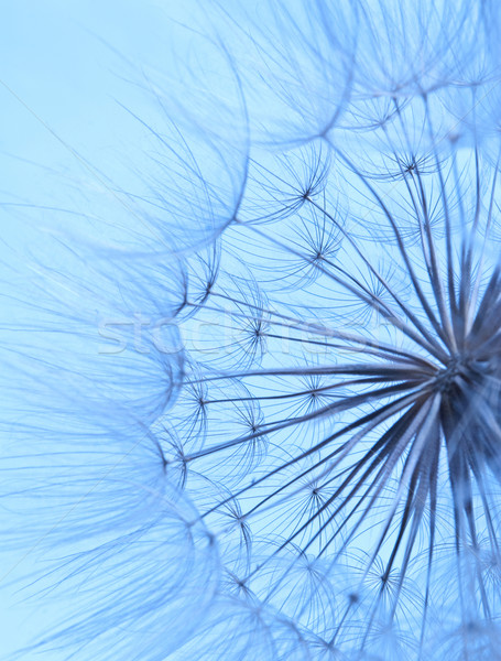 Foto stock: Dandelion · semente · abstrato · natureza · verão
