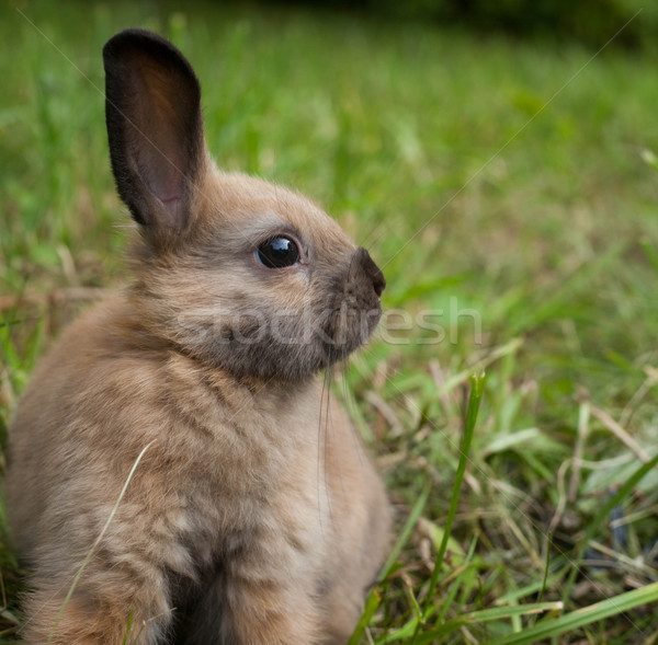 кролик трава ребенка природы золото еды Сток-фото © djemphoto