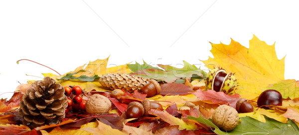Group many forest fruits on autumn leaves in line Stock photo © dla4