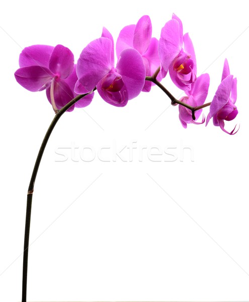Pink orchid with long stalk isolated on white Stock photo © dla4