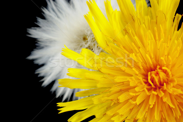 Two wildflowers in two development phase on black Stock photo © dla4