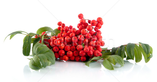 Mountain ash with leaves isolated on white background Stock photo © dla4
