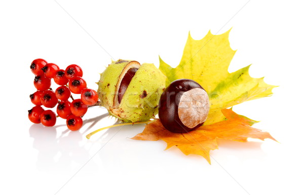 Group of many chestnuts with autumn leaves Stock photo © dla4