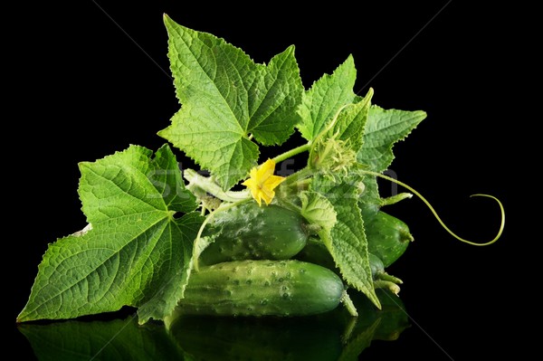 Few fresh raw gherkins with flower isolated on black Stock photo © dla4