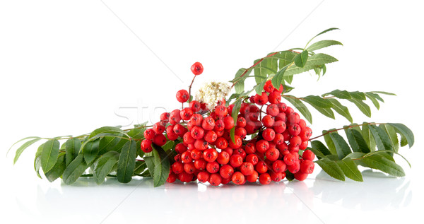Rowanberry with leaves isolated on white background Stock photo © dla4