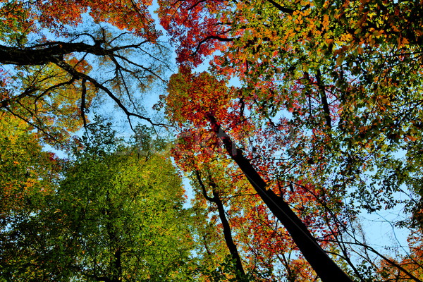 Looking up in the forest, crown of trees sky Stock photo © dla4