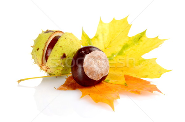 Group of many chestnuts with autumn leaves Stock photo © dla4