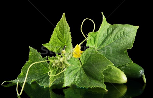 Few fresh raw cucumbers with flower isolated on black Stock photo © dla4