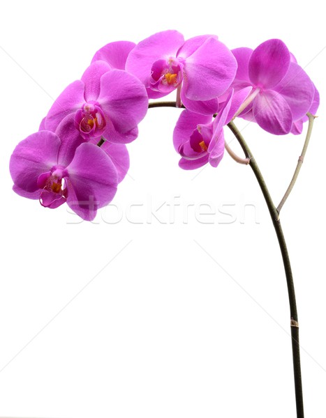 Pink orchid with long stalk isolated on white Stock photo © dla4