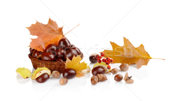Closeup basket with chestnuts and leaves isolated on white Stock photo © dla4