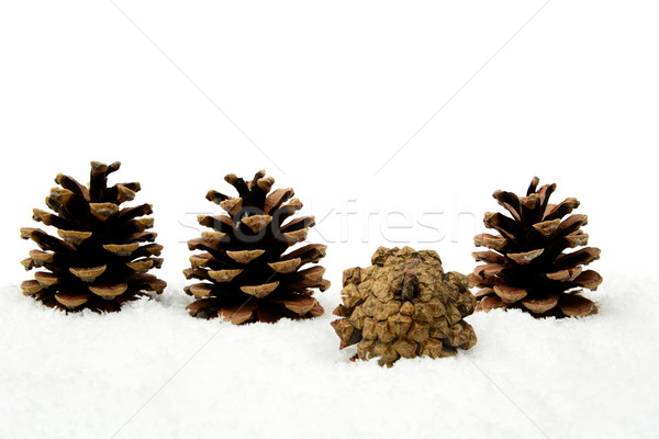 Stock photo: christmas pine cone on snow stands out of crowd in line