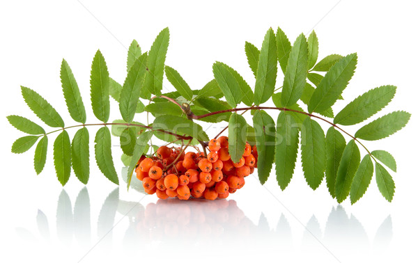 Orange ash-berry with leaves isolated on white background Stock photo © dla4