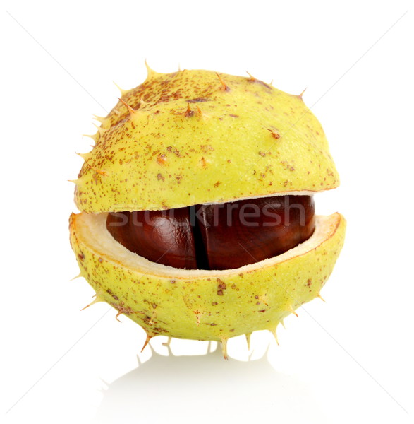 Closeup single open chestnut isolated on a white background Stock photo © dla4