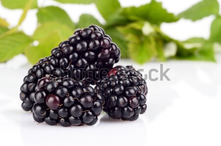 Photo many blackberries with leaves white background Stock photo © dla4