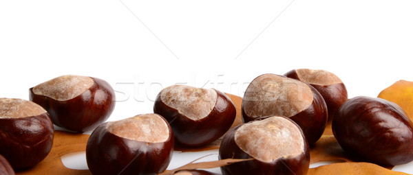 Horizontally many chestnuts with autumn leaves on white background Stock photo © dla4