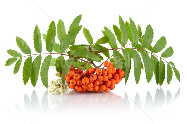 Orange rowanberry with flower isolated on white background Stock photo © dla4