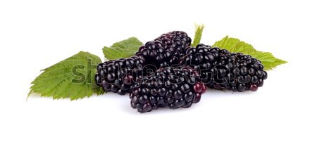 Photo many blackberries with leaves isolated white  Stock photo © dla4