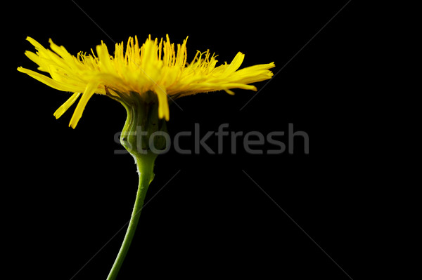 Yellow poisonous wildflower on black as sonchus arvensis Stock photo © dla4
