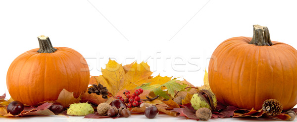 Pumpkins with autumn leaves for thanksgiving day on white background Stock photo © dla4