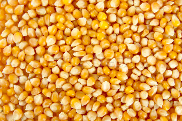 Textuur geheel mais zaden natuur achtergrond Stockfoto © dla4