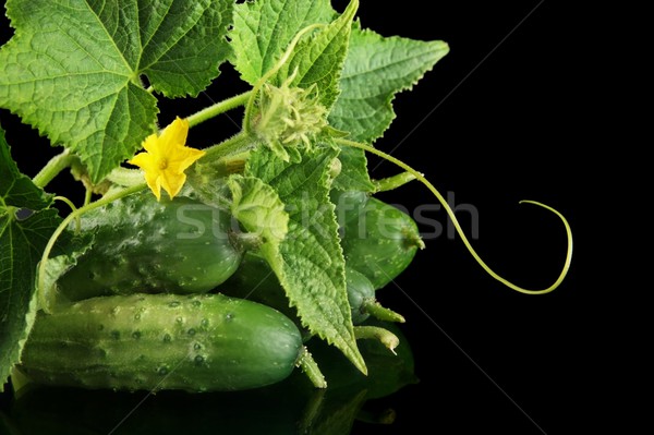 Cropped shot raw gherkins with flower isolated on black Stock photo © dla4