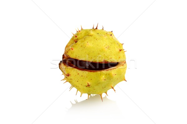 Closeup single open chestnut isolated on a white background Stock photo © dla4