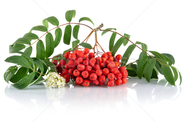  Red ash-berry with blossom isolated on white background Stock photo © dla4