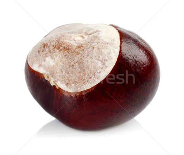 Closeup shot chestnut isolated on white background Stock photo © dla4