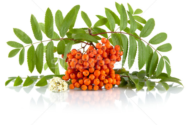 Orange rowanberry with flower isolated on white background Stock photo © dla4