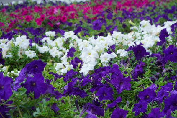 Domaine fleurs différent pourpre blanche forêt [[stock_photo]] © dmitriisimakov