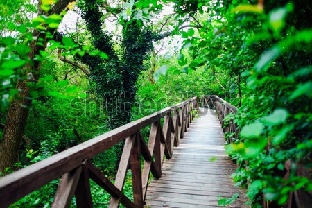 wooden bridge road in a rainforest landscape Stock photo © dmitriisimakov