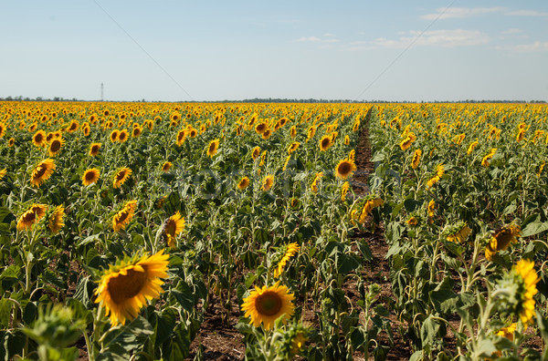 Yellow sunflower field on the farm with the blue sky Stock photo © dmitriisimakov