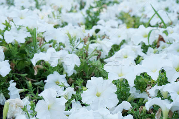 Domaine fleurs différent pourpre blanche amour [[stock_photo]] © dmitriisimakov