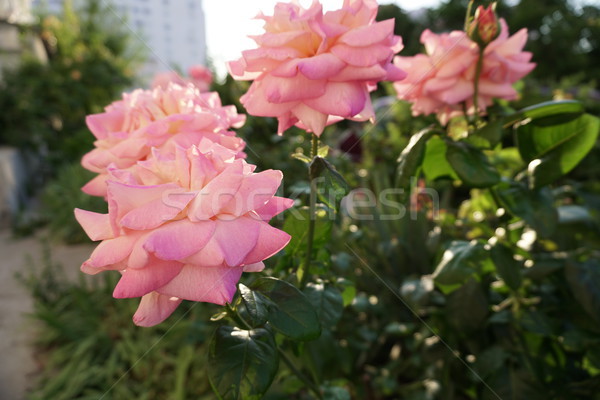 [[stock_photo]]: Rose · fleurs · roses · vert · fleur · printemps