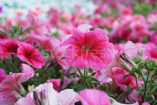 Domaine fleurs différent pourpre blanche forêt [[stock_photo]] © dmitriisimakov