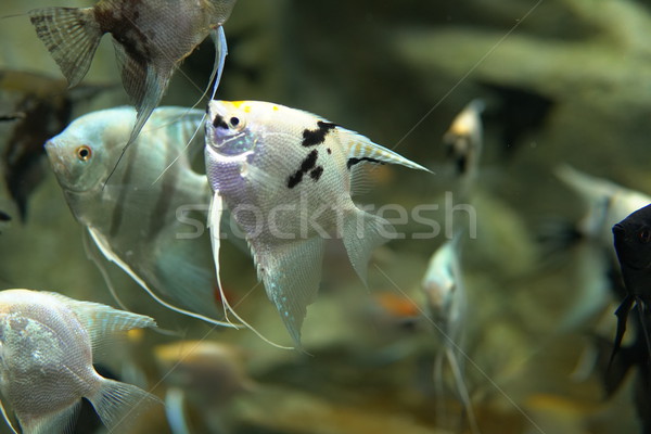 exotic sea and river fish swim in the Aquarium n Stock photo © dmitriisimakov