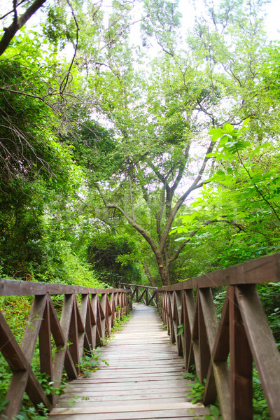 Holz Brücke Straße Regenwald Landschaft Holz Stock foto © dmitriisimakov