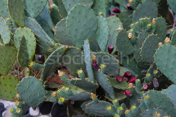 a lot of green Cactus flowers with needles Stock photo © dmitriisimakov