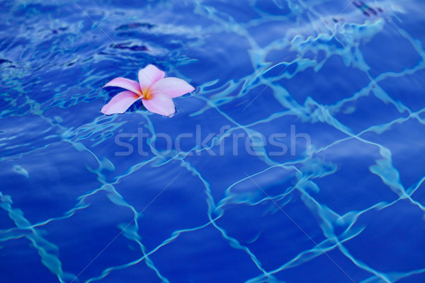 Plumeria in pool Stock photo © dmitroza