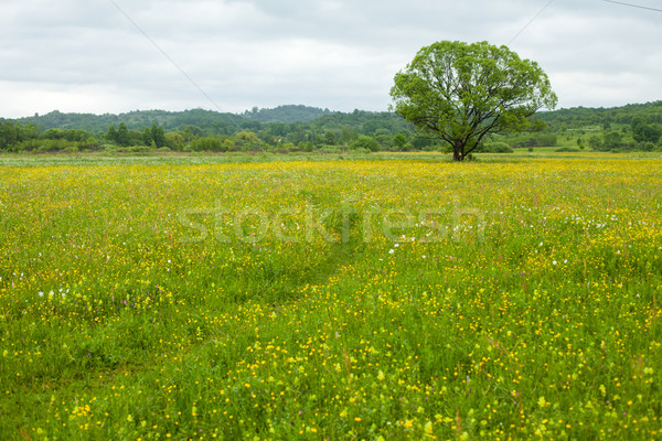 Green field with flowers and tree Stock photo © dmitroza