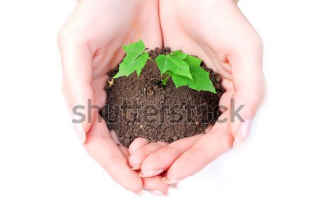 Foto stock: Manos · mujer · verde