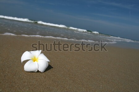 white flower and beach Stock photo © dmitroza