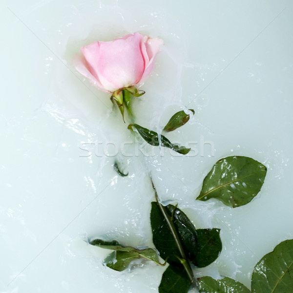 Stock photo: Rose in water