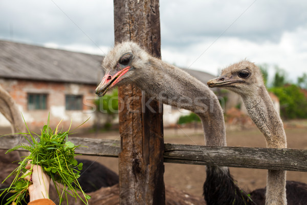Ostriches and grass Stock photo © dmitroza